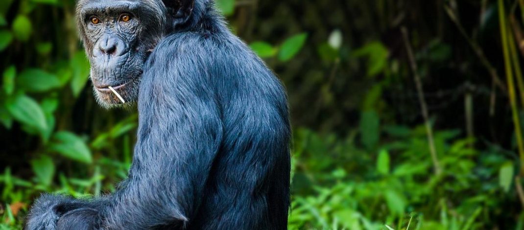 Планета обезьян: Как теория эволюции выиграла в суде у Божественного сотворения