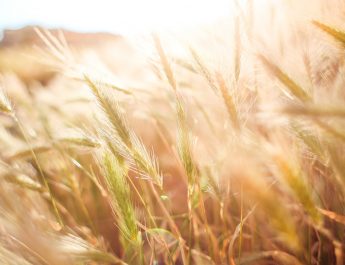 Историческая “пшеница” или еретические “плевелы”