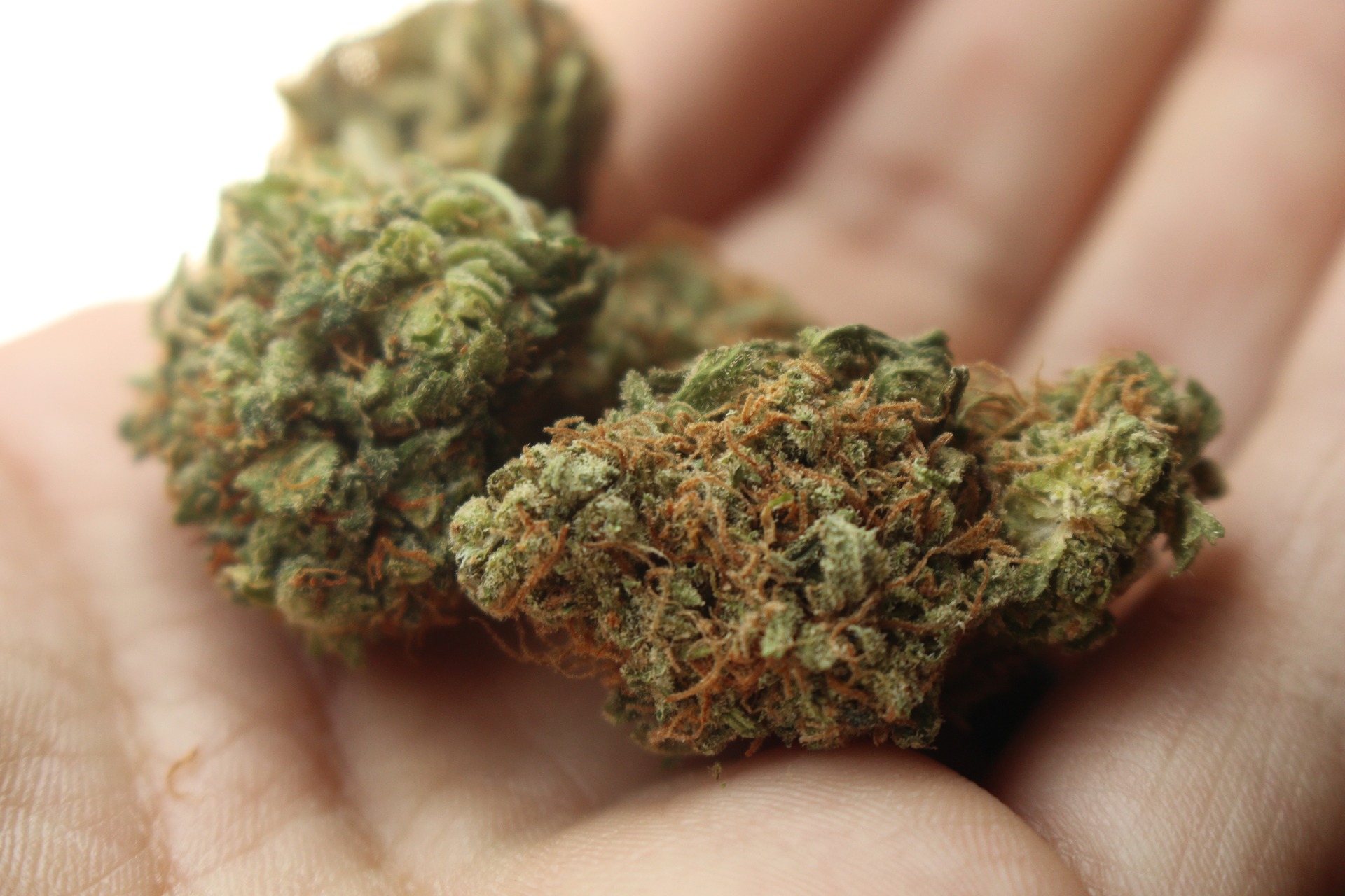 Наркотик марихуана что такое распространение семян с помощью животных