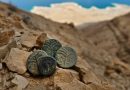 В Израиле обнаружена монета возрастом две тысячи лет с гравировкой «Священник Елеазар»